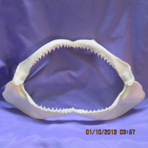 Shark Jaw