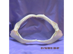 Shark Jaw