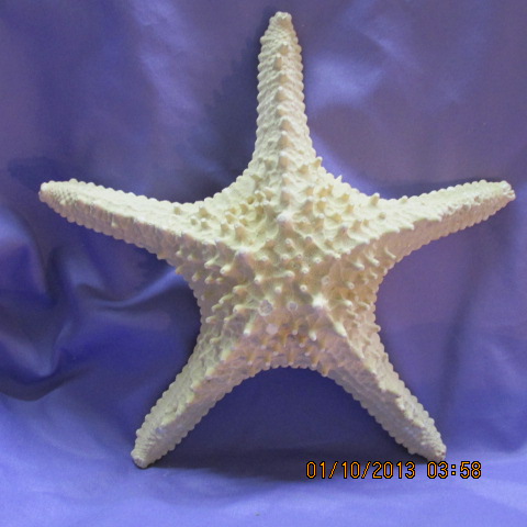 Large Knobby Starfish