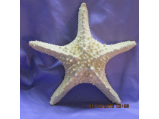 Large Knobby Starfish