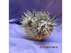 Puffer Fish or Porcupine Fish