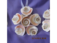 Round Sea Shell Wall Hanging